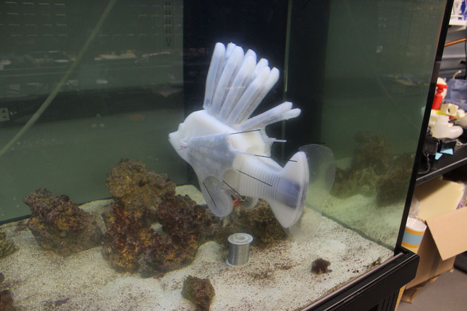 Các nhà khoa học vừa tạo ra robot cá chạy bằng “máu”